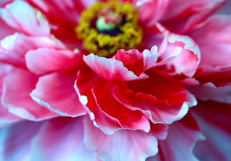 菏澤中國牡丹園+冀魯豫邊區(qū)革命紀念館賞花一日游